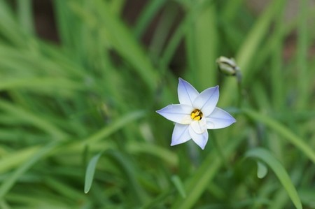 ハナニラ開花