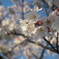 観覧車近くの桜.1