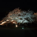 夜桜.1