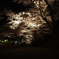夜桜.2
