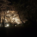 夜桜.3