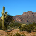 Red Cliff Mountain＆Cactus