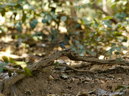 ミヤマヒメアオヒタキ(Hill Blue Flycatcher) P1060798(2000x1500)