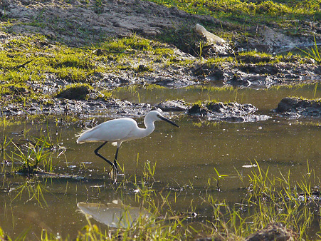 コサギ(Little Egret) P1060792_R