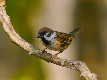 スズメ(Eurasian Tree-sparrow) P1080802_R