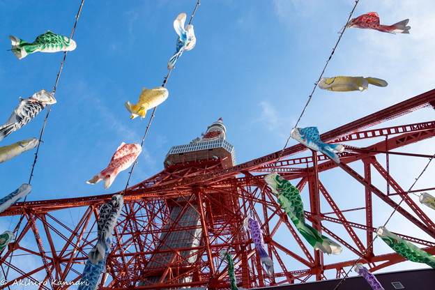 東京タワー 鯉のぼり333匹 Tokyo Tower 写真共有サイト フォト蔵