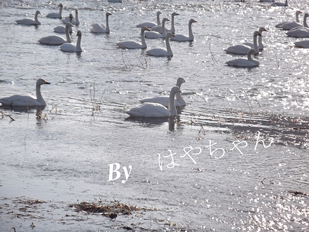 2012年4月1日 白鳥の群れ