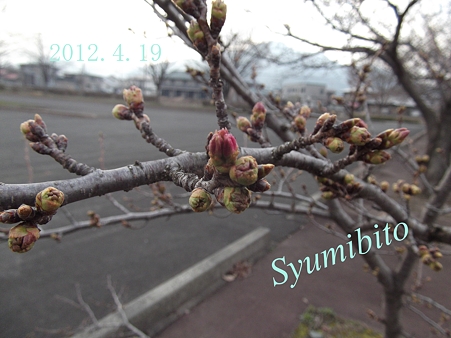 2012.4.19 明日には開花かも