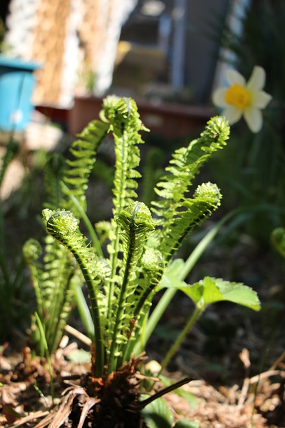 我が家の花壇から こごみ