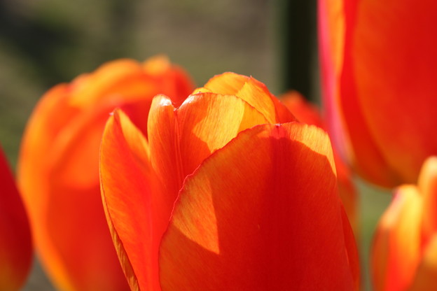 我が家の花壇から チューリップ