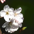 桜顔