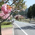 Photos: 播州トンネル前の桜(3)