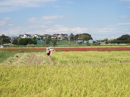 稲刈りの彼岸花