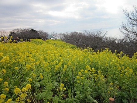 菜の花がいっぱい@吾妻山