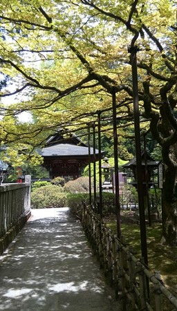 境内。きれいな日差しともみじ。こんな黄緑も新緑できれい。