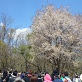 Photos: 桜ちょっと残ってました(´ω｀)