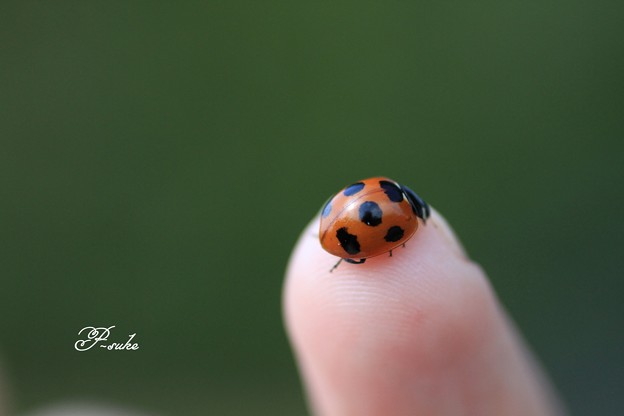 テントウ虫みっけ^^