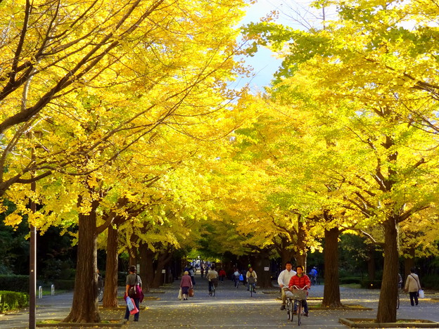 夏の雲公園の銀杏並木の黄葉 写真共有サイト フォト蔵