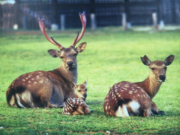 鹿のドヤ顔かわいい 左が伊達 ツノが六爪 で右が真田 耳が二槍 写真共有サイト フォト蔵