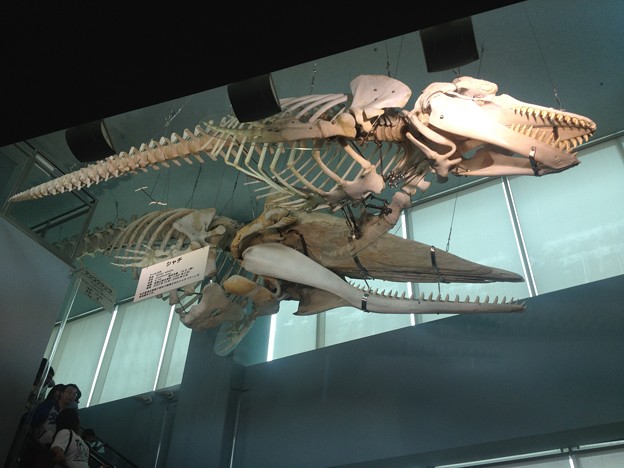 名古屋港水族館 81シャチの骨格標本 写真共有サイト フォト蔵
