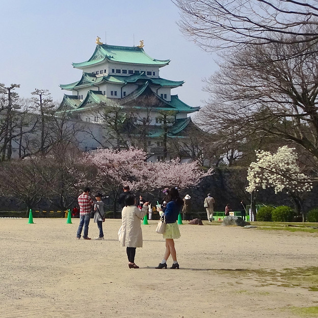 名古屋城天守閣と満開の桜(金さん・銀さんが植樹した「エドヒガン」、2015/3/21) - 2