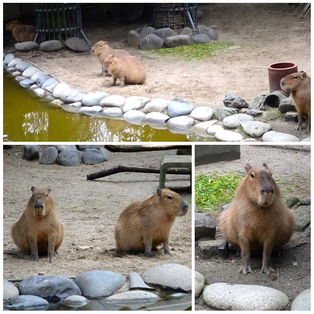 春の東山動植物園:なぜか一直線に並んで座ってた、カピバラの親子 - 1