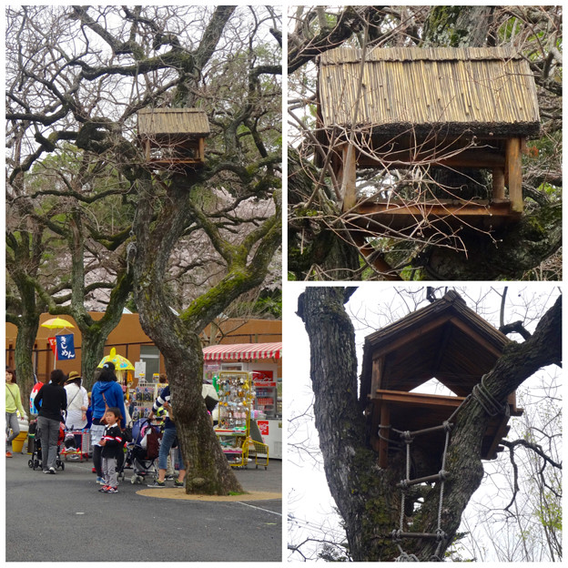 東山動植物園:ゾージアム(新アジアゾウ舎)前の木の上に…鳥小屋?
