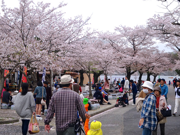 春の東山動植物園 No - 027:満開の桜(2015/4/4)