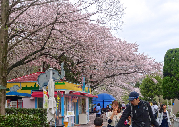 春の東山動植物園 No - 116:満開の桜(2015/4/4)