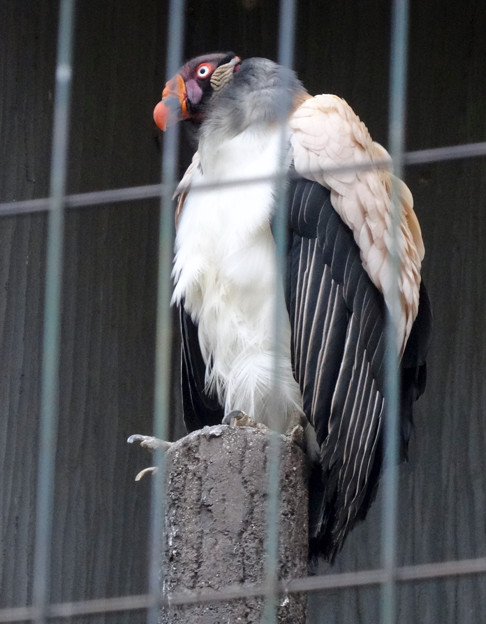春の東山動植物園 No - 145:53歳(1962年生まれ)!?の、トキイロコンドル
