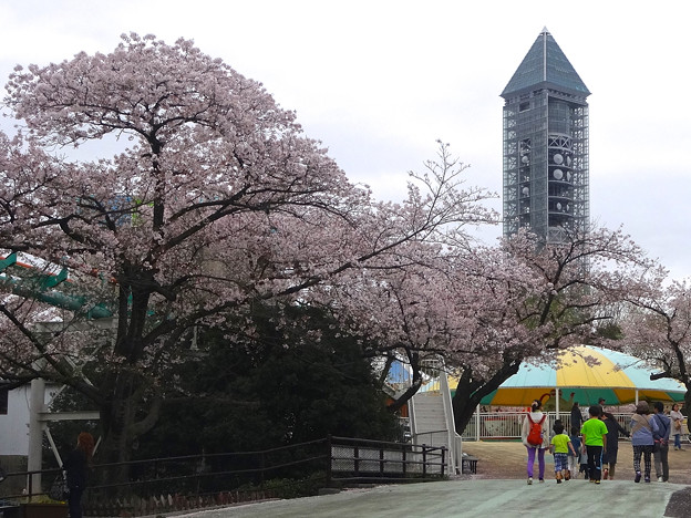 春の東山動植物園 No - 155:満開の桜と東山スカイタワー(2015/4/4)