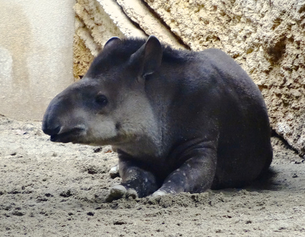 春の東山動植物園 No - 168:奥さんが最近死んだので打ちひしがれて見えた、ブラジルバク