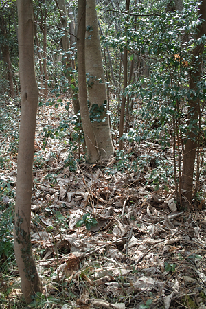 Trees03072012dp2-03