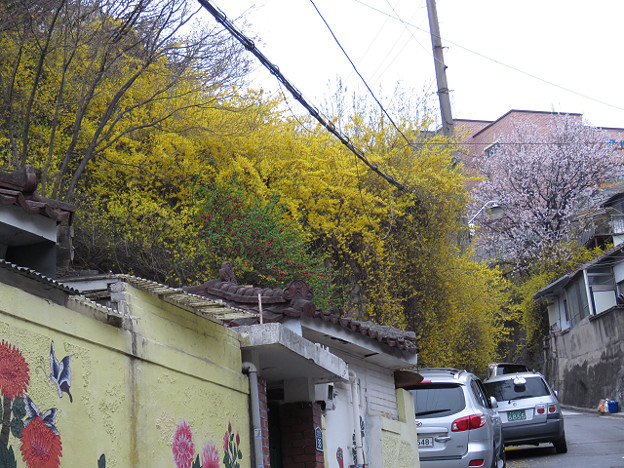 resize2990 写真: resize2990