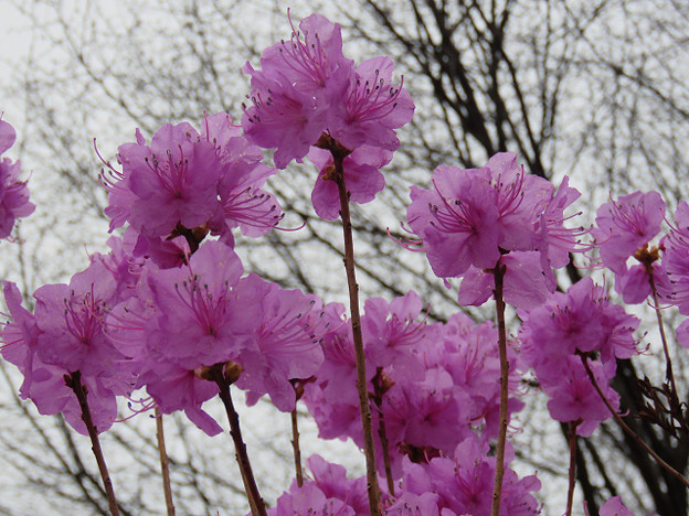 resize3071 写真: resize3071