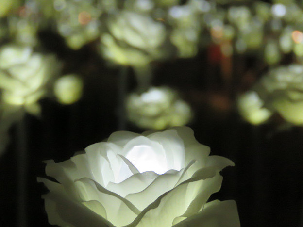 resize0042 写真: resize0042
