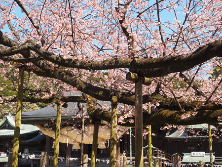 宮地嶽神社早咲きの桜 3月14日 路傍の花たち