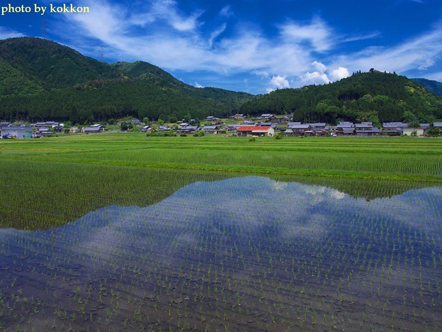 水田