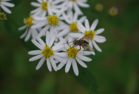IMGP9707_0928