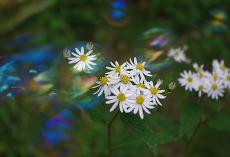 IMGP9709_0928