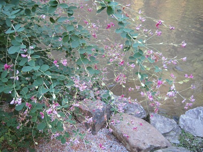 上賀茂神社の萩の花 2