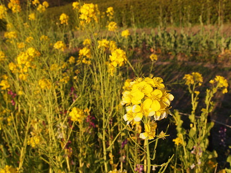 梅小路公園の菜の花02