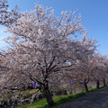 140405 桜桜桜の道