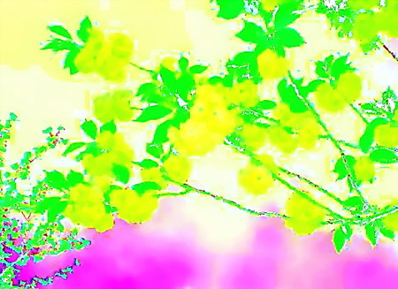 花のことば-01_初戀