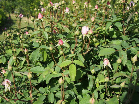 P5050380