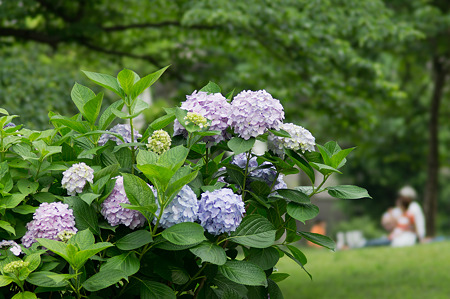 紫陽花