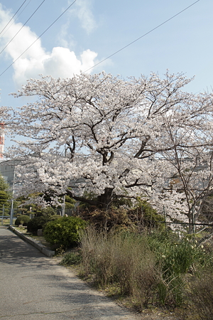 会社近くの桜