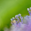 額紫陽花～水玉