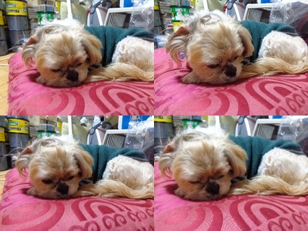 春眠