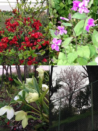春の花2